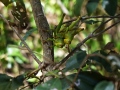IMG_6530