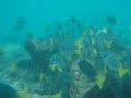 DCIM100GOPROGOPR5562.