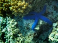 DCIM101GOPROG1091692.