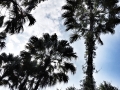 Kuala Lumpur Trees