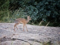 FullSizeRender112