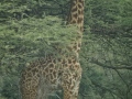 FullSizeRender146
