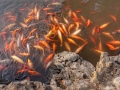 Yuyuan Gardens